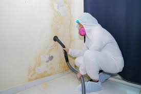 Best Black Mold Removal  in Tarrytown, NY